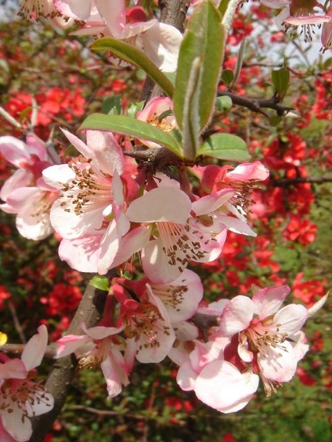 Chaenomeles lagenaria 'Cathayensis'